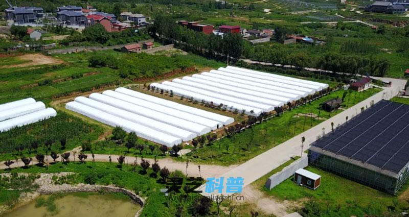 一味成方灵芝孢子油灵芝三萜含量28%，实测40.6，七大升级！